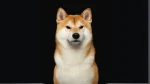 Sanshu Dog Dog photo