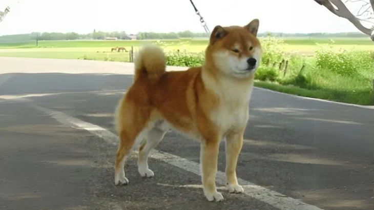 Sanshu Dog Dog photo