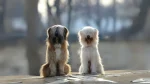 Sapsari Dog photo