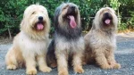 Sapsari Dog photo