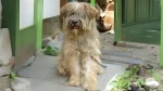 Sapsari Dog photo