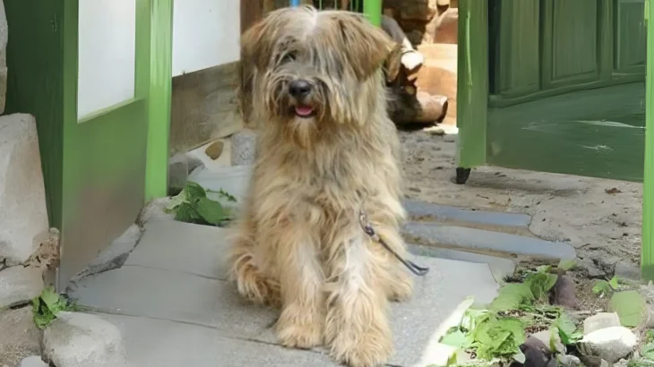 Sapsari Dog photo