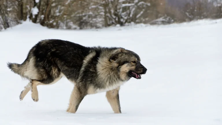 Šarplaninac Dog photo