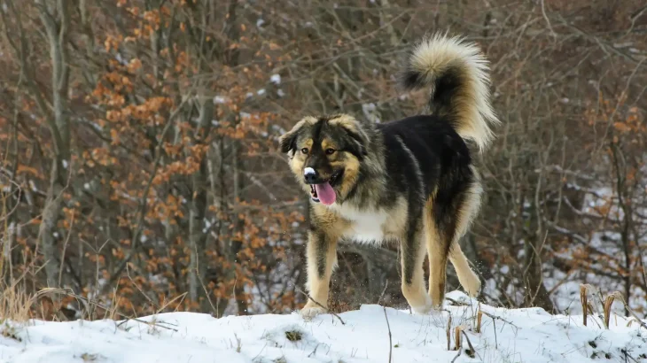 Šarplaninac Dog photo