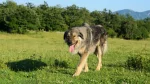Šarplaninac Dog photo