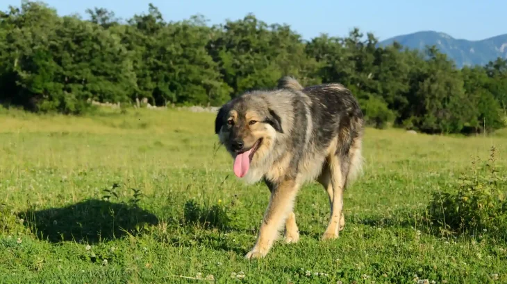 Šarplaninac Dog photo