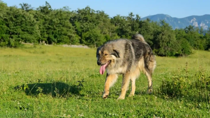 Šarplaninac Dog photo