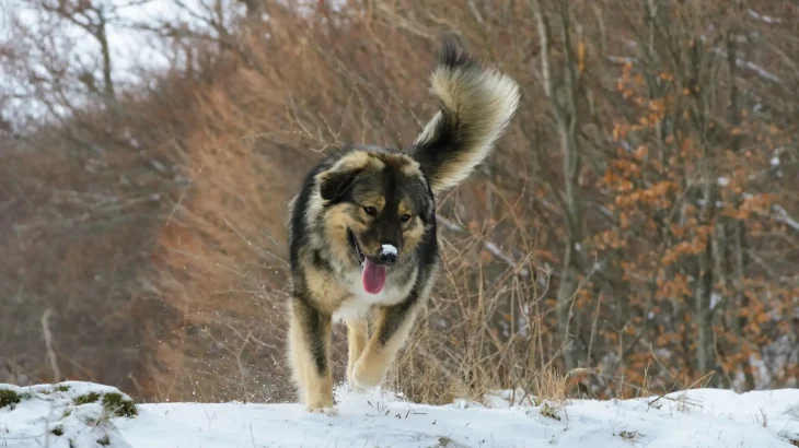 Šarplaninac Dog photo