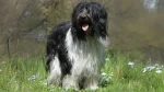 Schapendoes Dog photo
