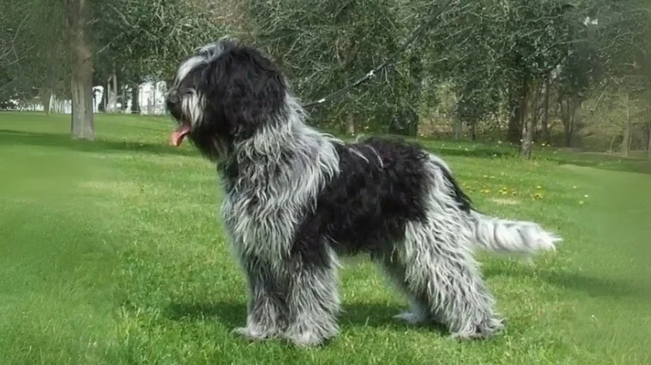 Schapendoes Dog photo