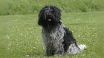 Schapendoes Dog photo