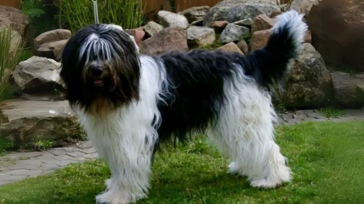 Schapendoes Dog photo