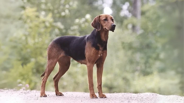 Schiller Hound Dog photo