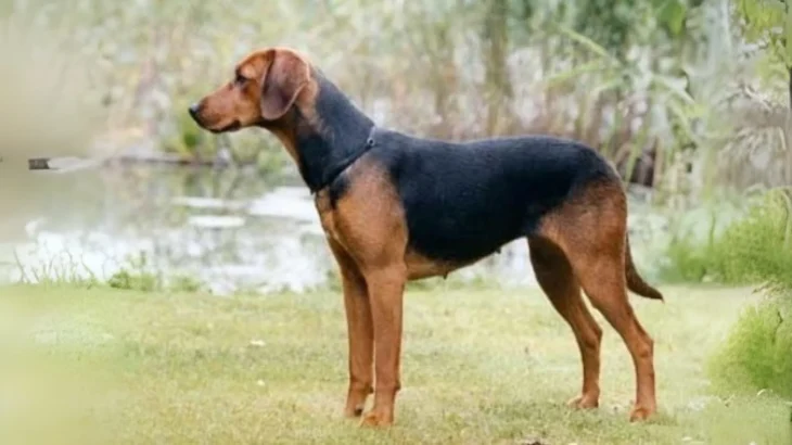 Schiller Hound Dog photo