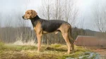 Schiller Hound Dog photo