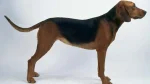 Schiller Hound Dog photo