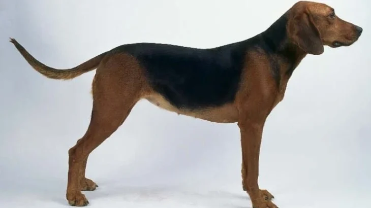 Schiller Hound Dog photo