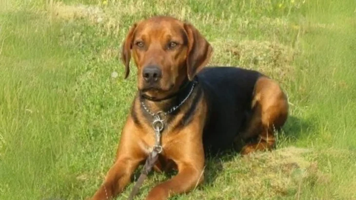 Schiller Hound Dog photo