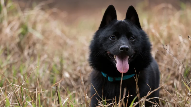 Schipperke Dog photo