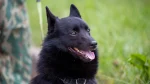 Schipperke Dog photo