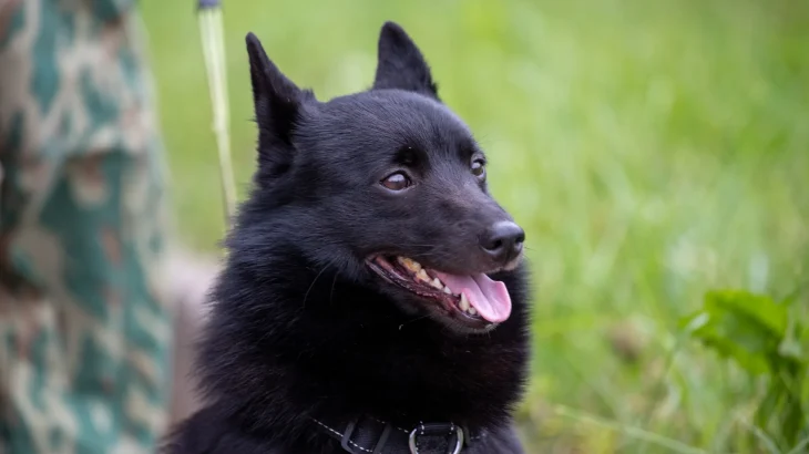 Schipperke Dog photo