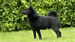 Schipperke Dog photo