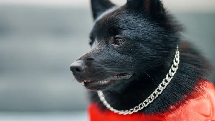 Schipperke Dog photo