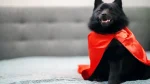 Schipperke Dog photo