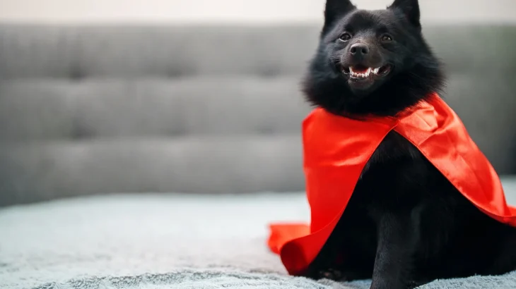 Schipperke Dog photo