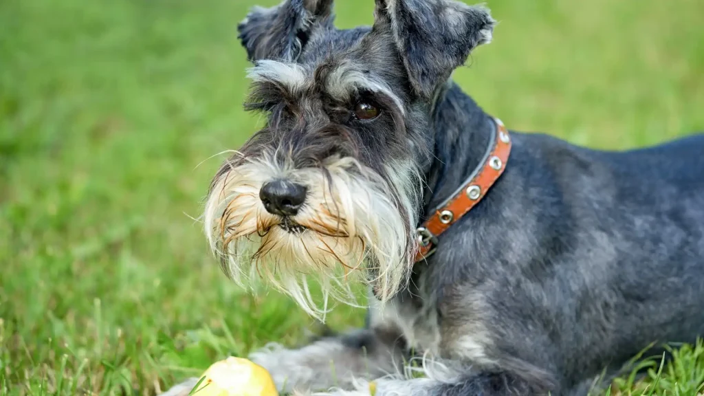 Sznaucer Dog photo