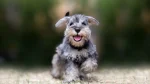 Sznaucer Dog photo