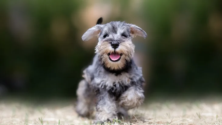 Sznaucer Dog photo