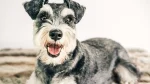 Sznaucer Dog photo