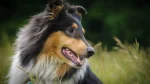 Scotch Collie Dog photo