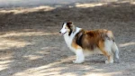Scotch Collie Dog photo