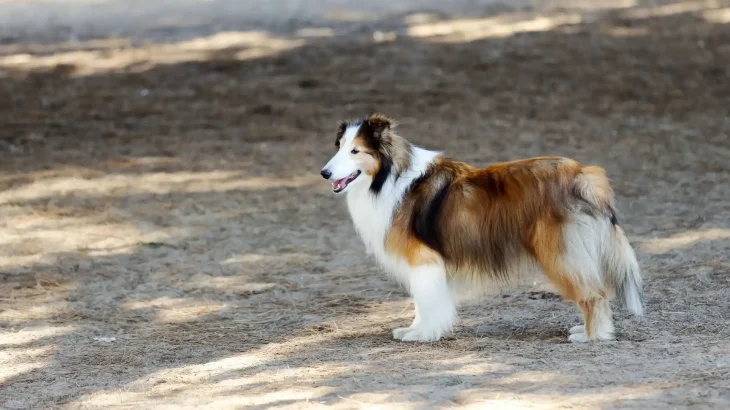 Scotch Collie Dog photo