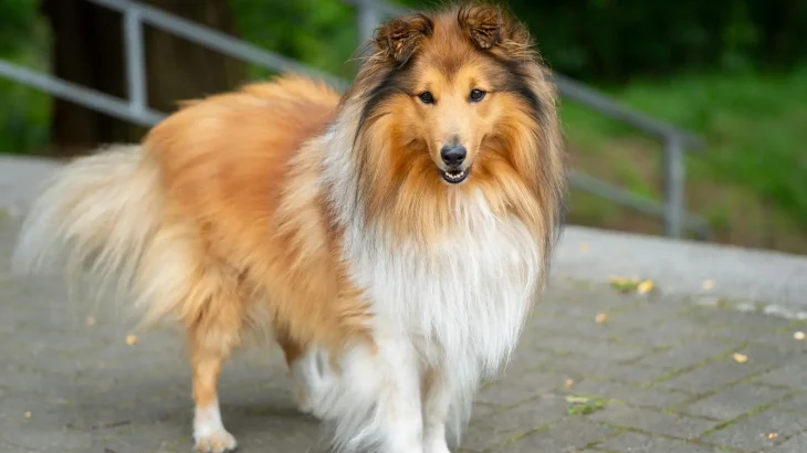 Scotch Collie Dog photo