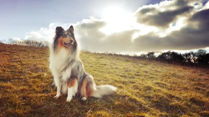 Scotch Collie Dog photo