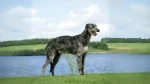 Scottish Deerhound Dog photo