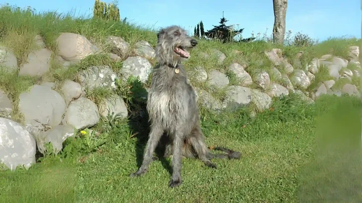Scottish Deerhound Dog photo