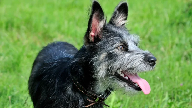 Scottish Deerhound Dog photo