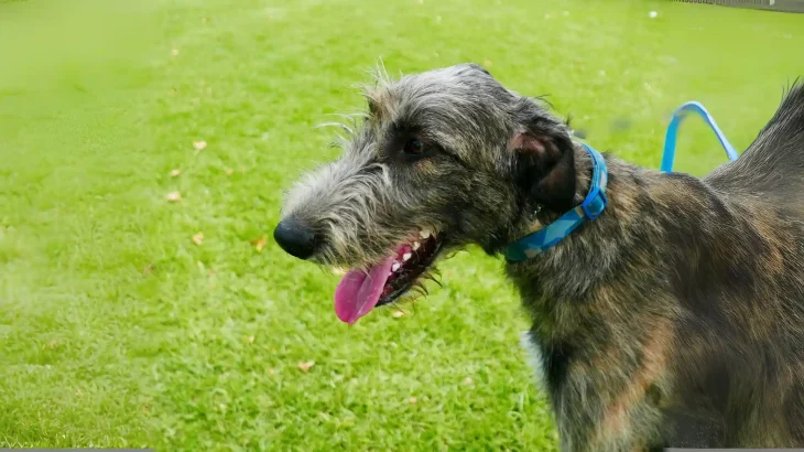 Scottish Deerhound Dog photo