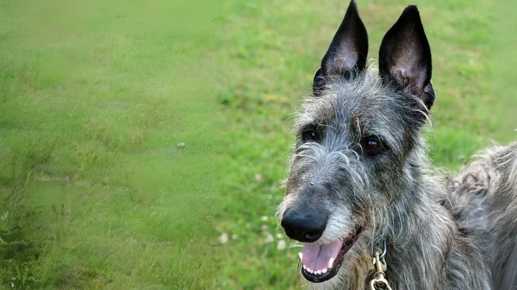 Scottish Deerhound Dog photo
