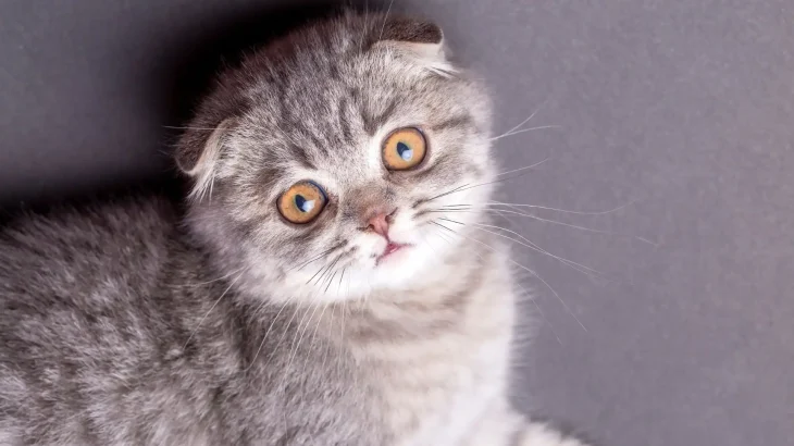 Scottish Fold Cat photo