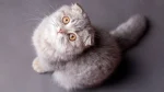 Scottish Fold Cat photo