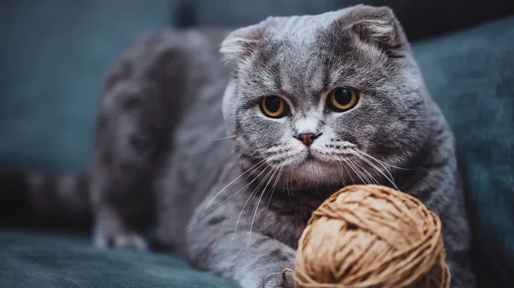 Scottish Fold Cat photo