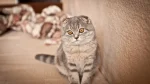 Scottish Fold Cat photo