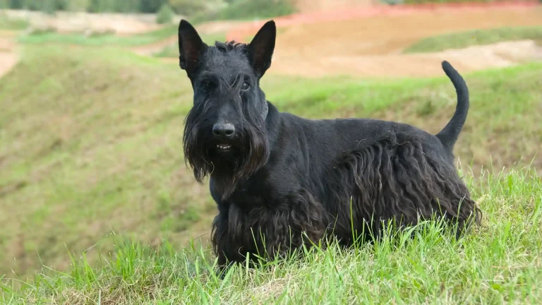Scottish Terrier Dog photo