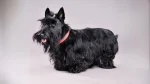 Scottish Terrier Dog photo