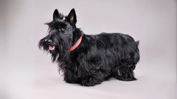 Scottish Terrier Dog photo